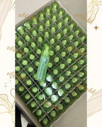 【24小時網站自助下單】現貨🌸ANJO 蘆薈保濕舒緩凝膠噴霧 1套2支 | 落單後約3-5個工作天寄出