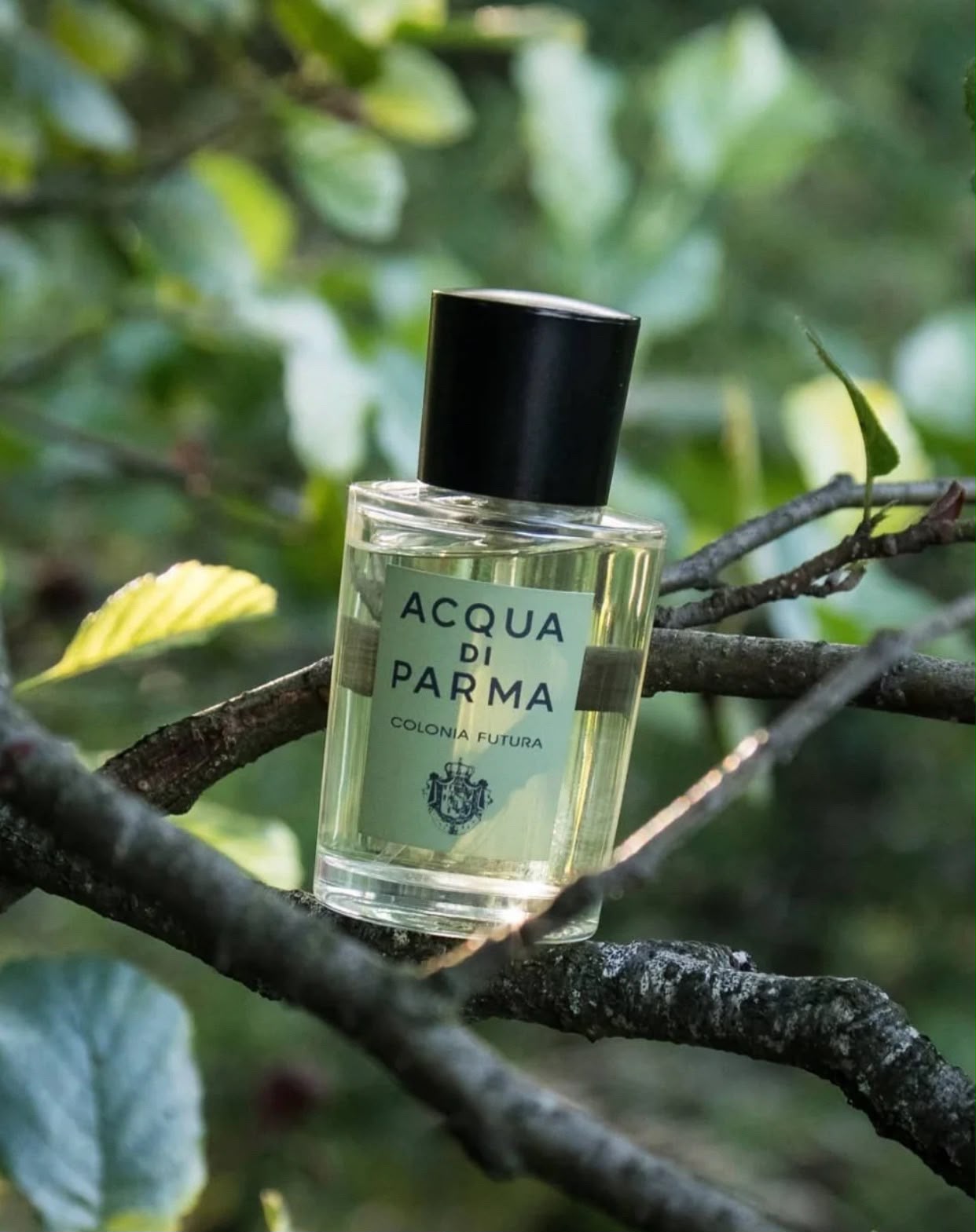 【24小時網站自助下單】 🌸免稅正品 Acqua di Parma 帕爾瑪之水 未來之水Colonia Futura 50ml | 預訂約2-3星期